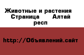  Животные и растения - Страница 27 . Алтай респ.